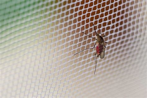 malaria net.